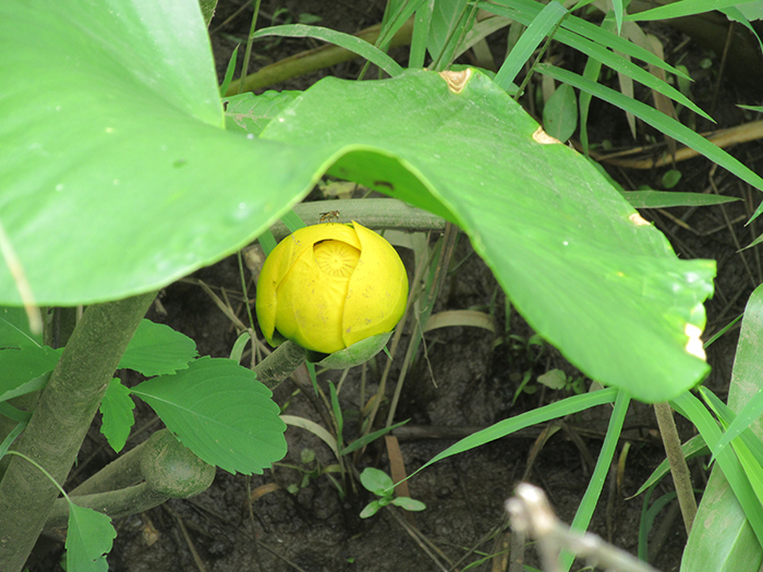 Many_walkers_use_the_bridge_to_observe_marsh_life_including_spatterdock_plants_that_have_yellow_golf_ball-like_flowers-700.jpg