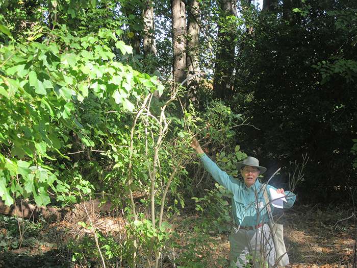 Margaret_Chatham_pointed_out_bladdernut_plants_Staphylea_trifolia_and_their_capsule-like_fruits_that_can_float_in_water-gb-700.jpg