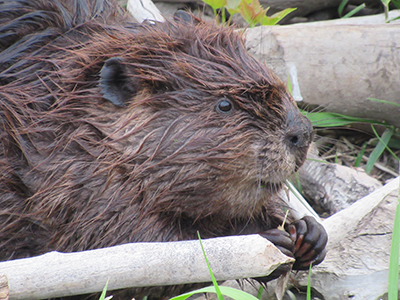FODM Meeting Highlights Beavers