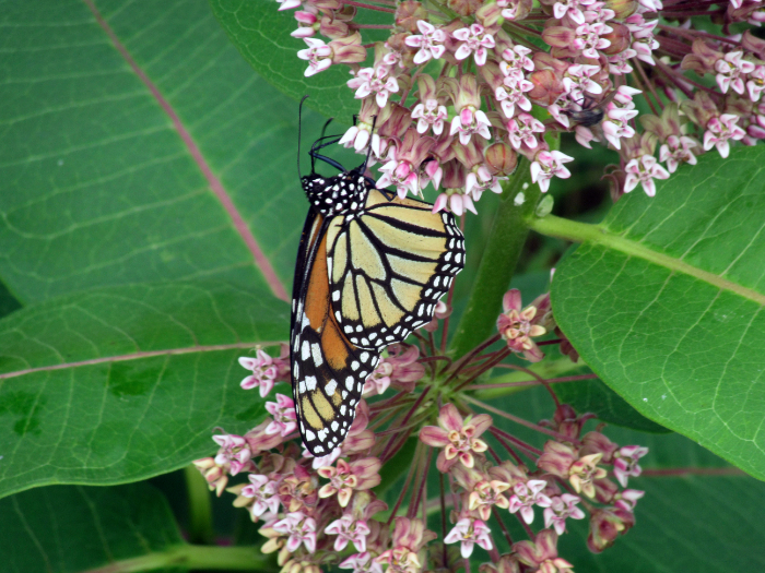 Monarch Butterfly on Milkweed GB 230726 medium