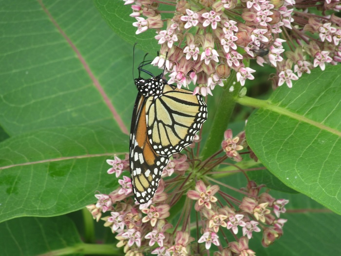 Monarch butterfly