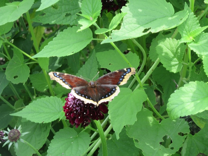 Mourning cloak