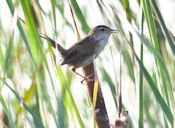 Marsh wren