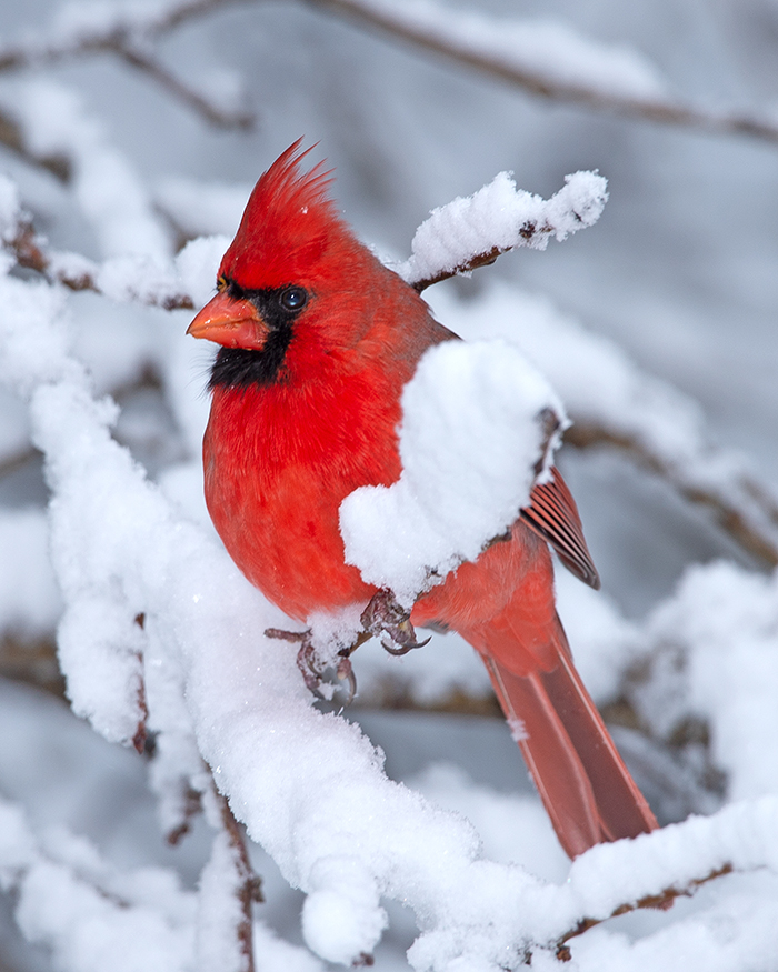 Northern Cardinal in Snow photo by randy streufert