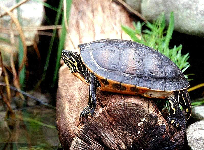 Northern_Red-bellied_Cooter_Pseudemys_rubriventris-700.jpg