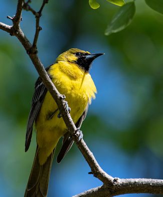 Orchard oriole