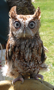 Owl-175.jpg
