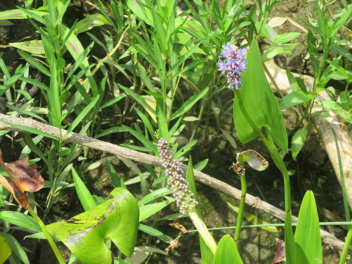Pickerelweed_Pontederia_cordata_plants_were_beginning_to_sport_purple_flowers-700.jpg