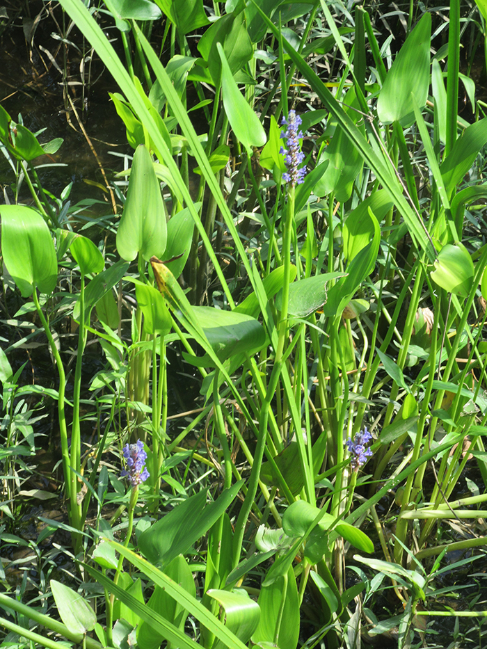 Pickerelweed_a_common_freshwater_wetland_plant_has_spikes_of_purple_flowers_with_more_to_come_as_summer_progresses-700.jpg