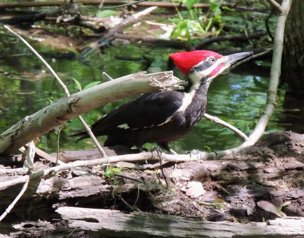 Pileated Woodpecker Bill Young