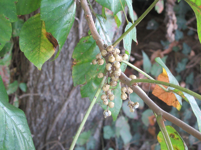 Poison_ivy_vines_Toxicodendron_radicals_were_orangey-red._Poison_ivy_is_a_native_plant_here_but_someone_took_it_to_England_so_there_it_is_invasive_Chatham_remarked_Birds_eat_the_berries_in_winter_when_most_berries_of_other_plants_are_gone-gb-700.jpg