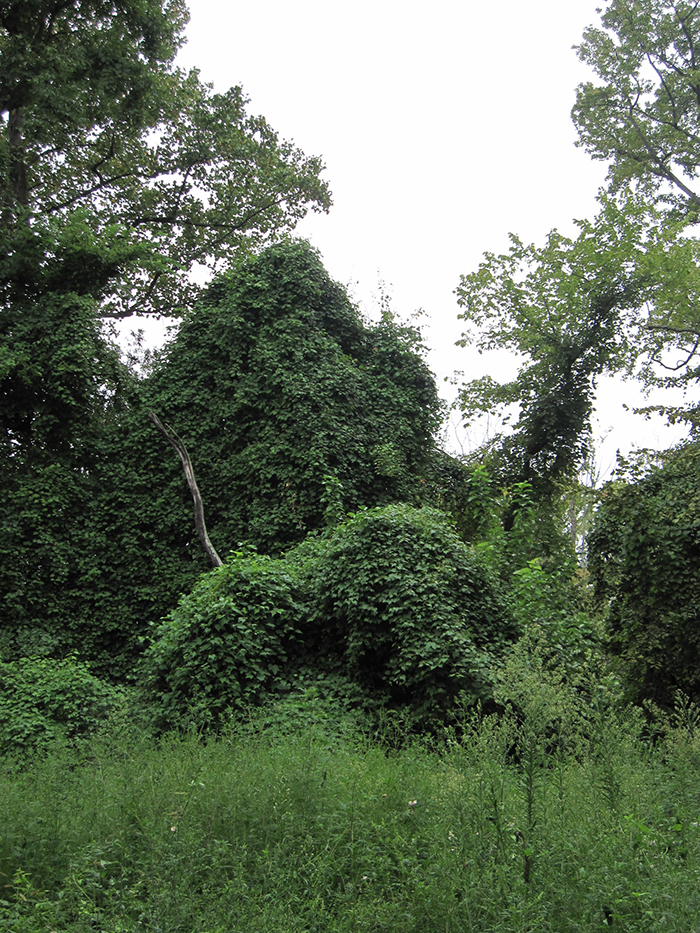 Porcelainberry_Ampelopsis_glandulosa_a_very_pervasive_invasive_plant_can_smother_trees_and_native_vegetation-700.jpg