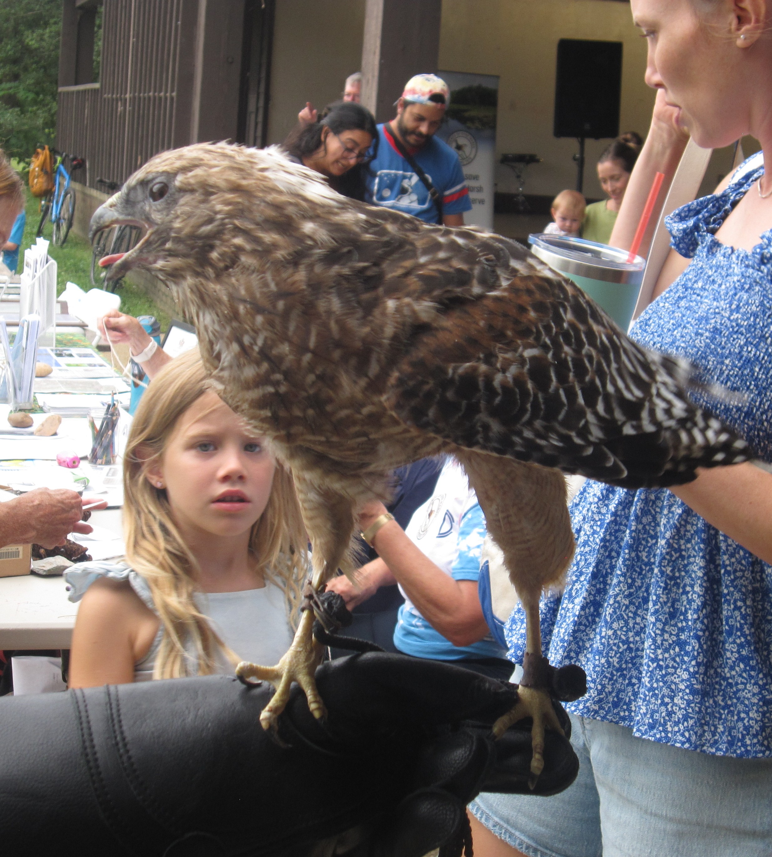 Red Shouldered Hawk