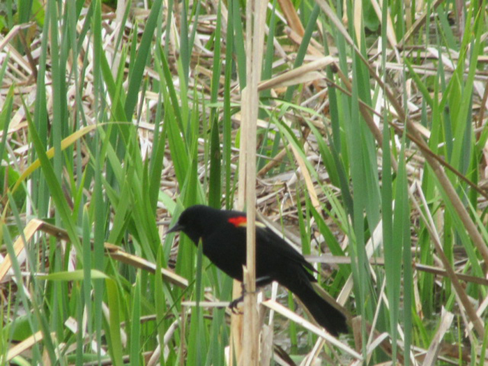 Red-winged_blackbirds_were_establishing_territories_in_the_cattails_of_the_wetland_near_the_bridge-700.jpg