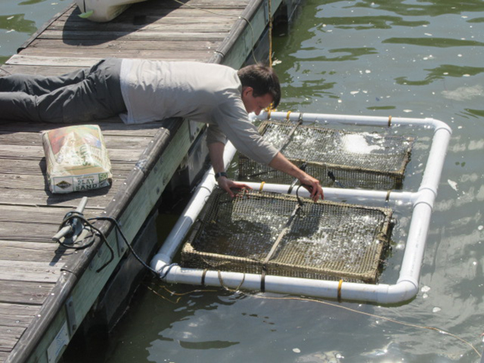 Researchers_here_Matt_Ashton_lower_cages_into_the_river-700.jpg