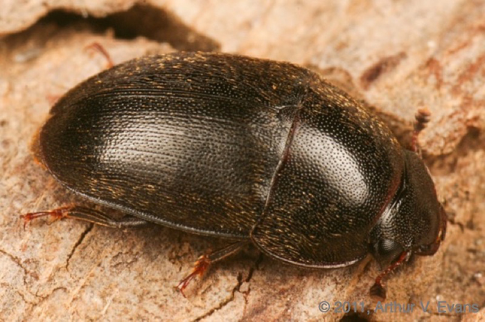 Sap feeding beetle Cryptarcha ampla A.V. Evans 2011