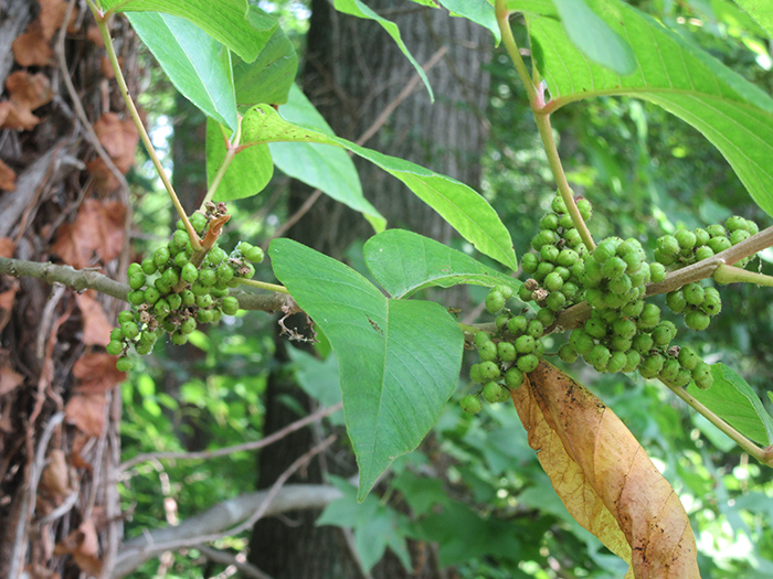 Some_of_the_poison_ivy_genus_Toxicodendron_vines_were_displaying_berries_which_birds_love-700.jpg