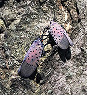 Spotted Lanternfly NPS small