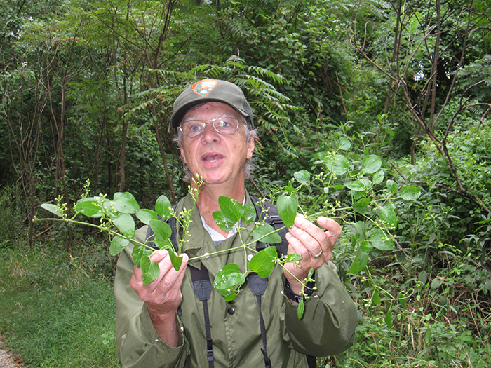 Steury_said_that_this_clematis_Clematis_terniflora_is_from_Asia-700.jpg