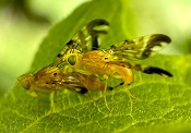 Sunflower maggot fly Sunflower maggot fly