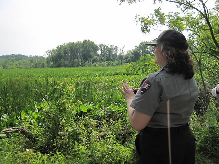 Superintendent_Madello_discussed_plants_like_spatterdock_Nuphar_advena_now_thriving_in_many_parts_of_the_marsh-700.jpg