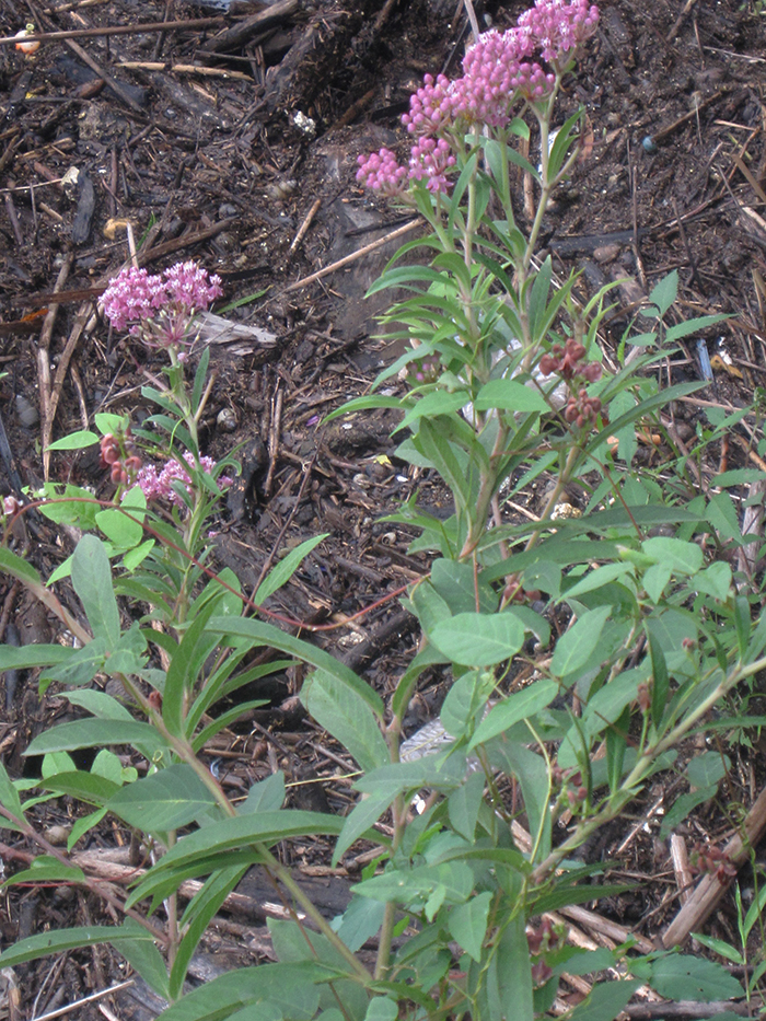 Swamp_milkweed_Asclepias_incarnata_was_in_bloom_near_the_boardwalk-700.jpg