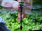 Swift River dragonfly