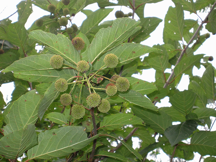 The_buttonbush_Cephalanthus_occidentalis_a_plant_with_a_spherical_flowers_had_already_flowered-700.jpg