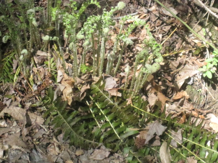 The fiddleheads were a sign of spring along the creek
