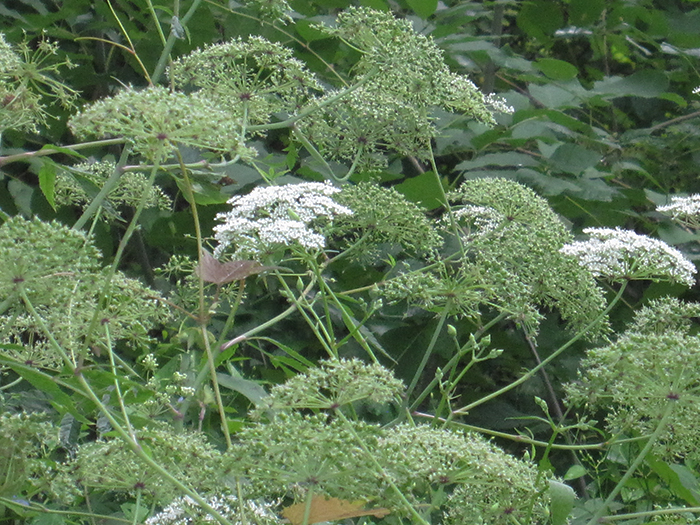 The_poison_hemlock_Conium_maculata_is_perhaps_what_killed_Socrates-700.jpg