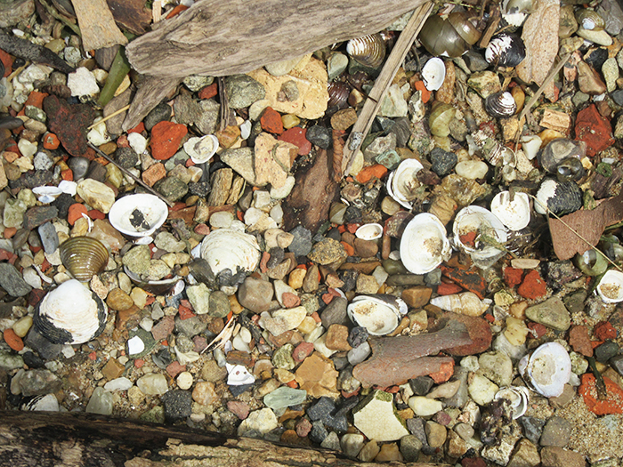 The_shells_along_the_shoreline_were_likely_from_Asiatic_mollusks_Smith_speculated-700.jpg