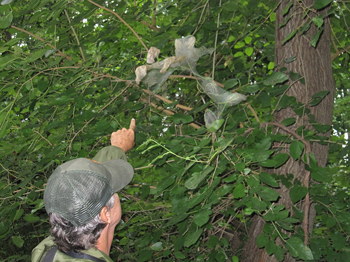 The_web_of_the_fall_webworm_moth_Hyphantria_cunea_full_of_caterpillars_on_a_mulberry_tree_branch_fascinated_all-700.jpg