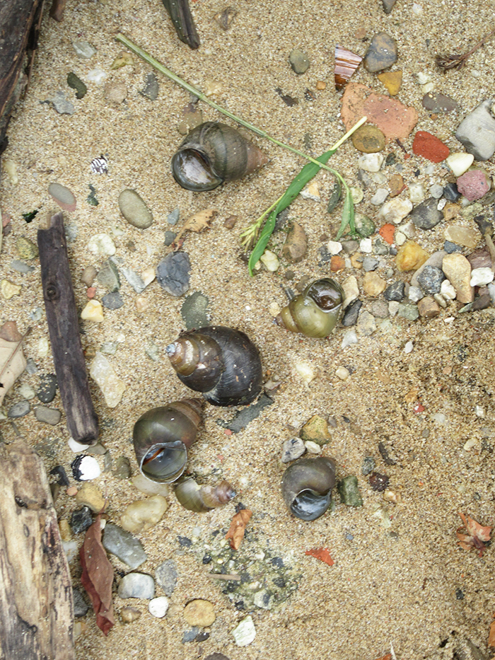 These_black_snail_shells_which_are_from_what_some_call_invasive_mystery_snails_were_along_the_shoreline_They_may_have_come_from_home_aquariums-700.jpg