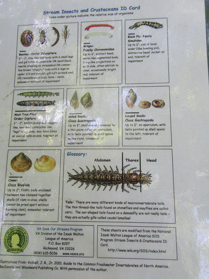 These_cards_help_volunteers_identify_the_invertebrates_they_find-700.jpg