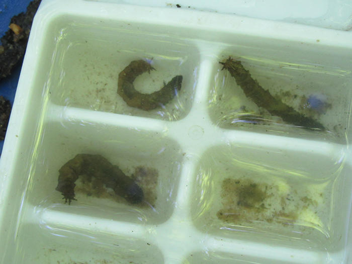 They_put_the_critters_like_these_wiggly_craneflies_in_water_in_an_ice_tray-700.jpg