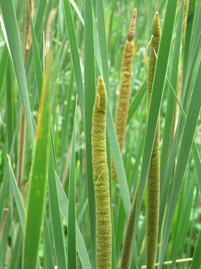 This_years_narrow-leaf_cattails_were_beginning_to_get_their_flowers_which_in_the_summer_turn_brown-700.jpg