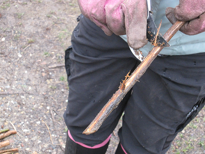 Volunteers_scraped_the_bark_down_to_the_cambium_layer_for_the_bottom_six_inches_of_the_stakes_to_encourage_root_growth-700.jpg