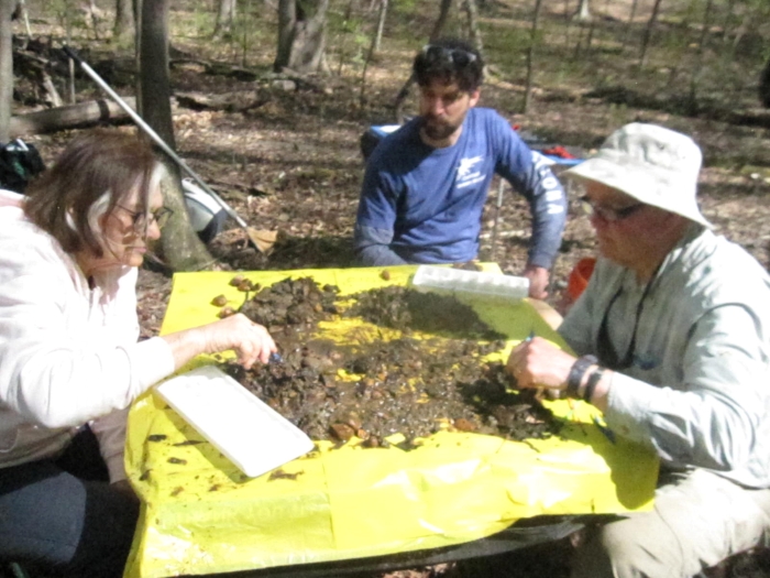 Volunteers set up a work station in the woods and search for critters in the scooped up sediments2