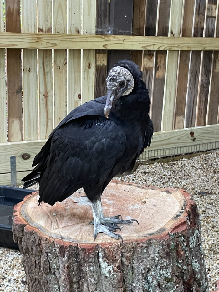 Vulture4Givens 700px