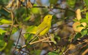 Wilson's warbler