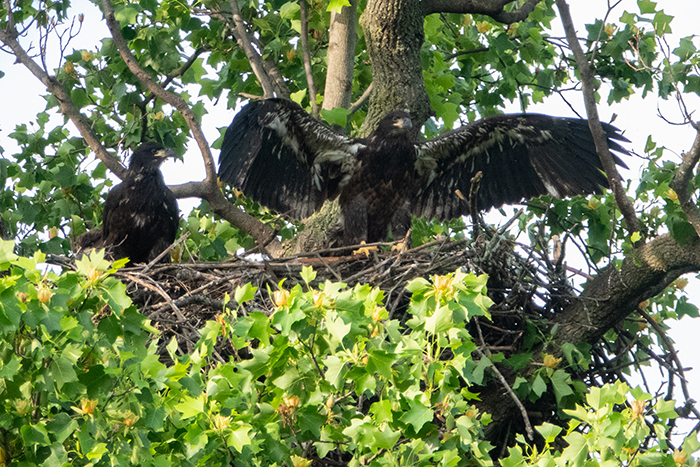 Young bald eagles Sommers med