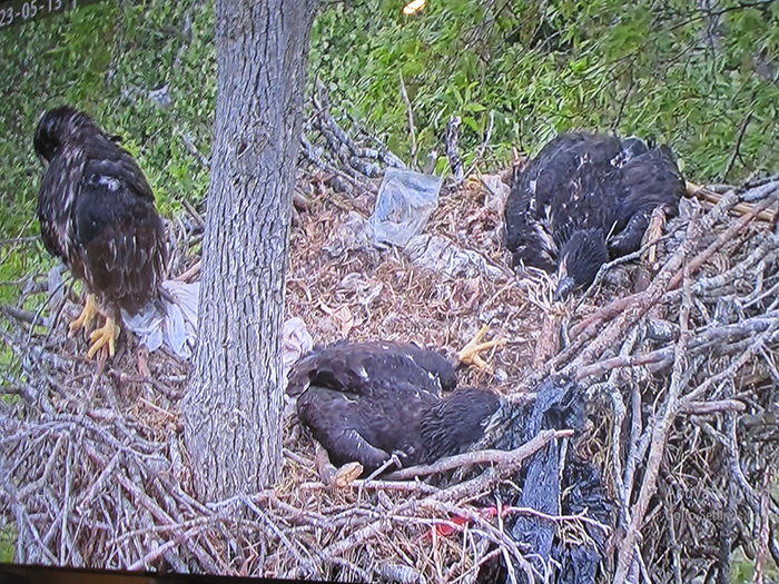Young bald eagles on nest gb med