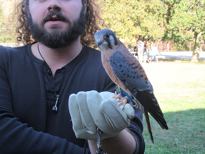 american kestrel