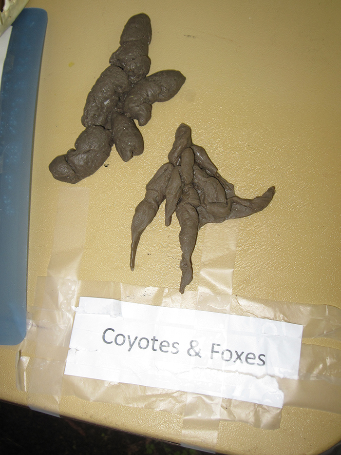 animal_scat-700.jpg