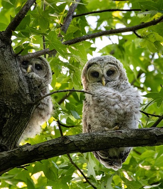 two owlets