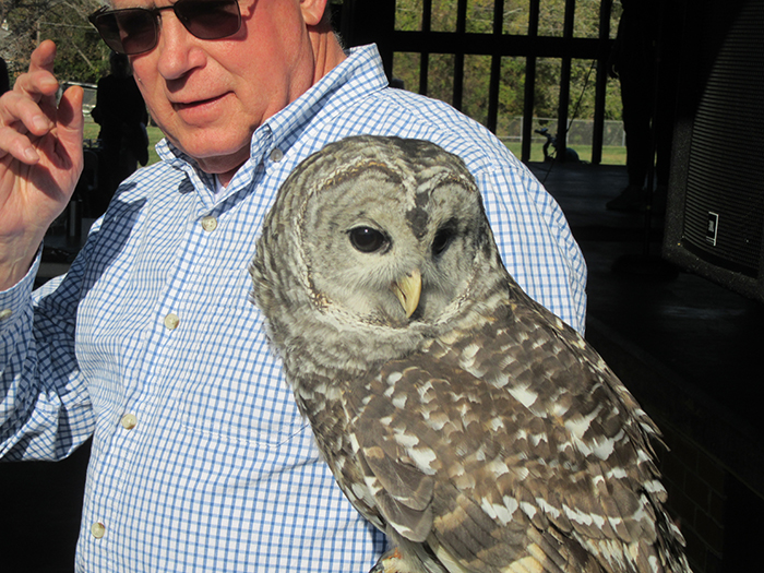 barred owl by glenda booth