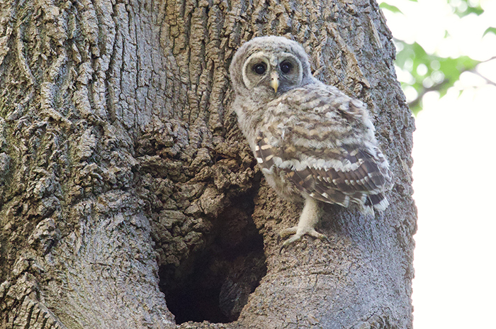 barred owl fledgeling Eder med