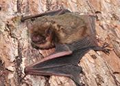 bat converted to jpg 2