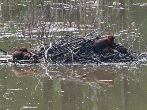 Beaver Activity in Western Dyke Marsh