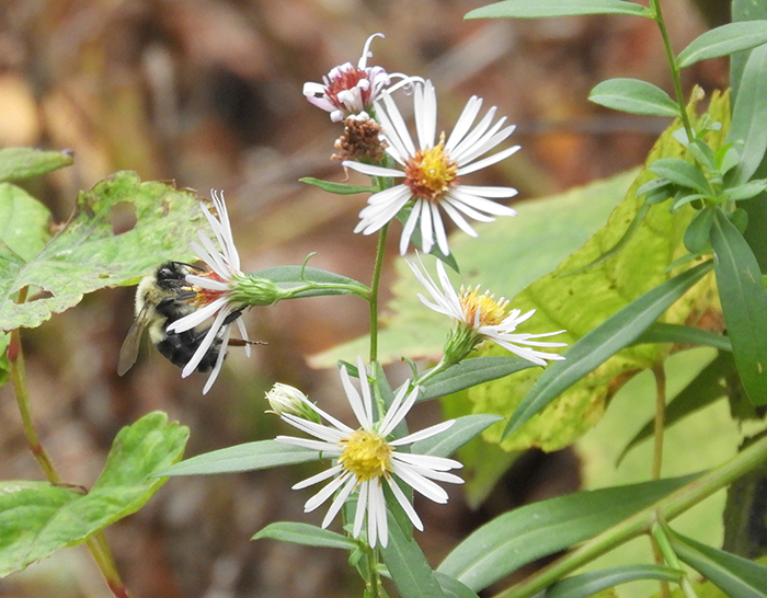 bee visiting panicled asters BV